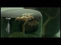videos de 3mim.mov