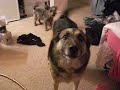 my puppies being loud my puppies being loud