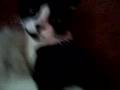 videos de My Cat and a tail...