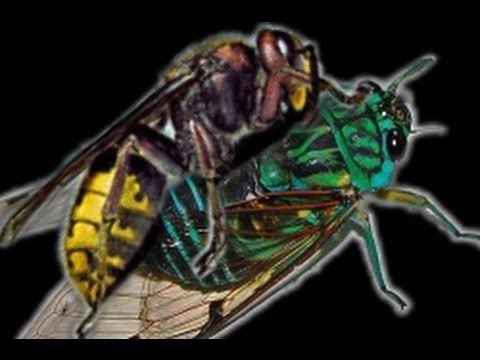 how to get rid of european hornets
