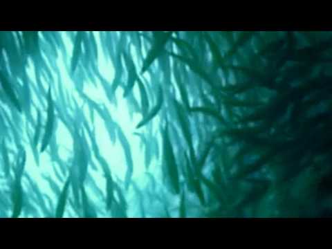 Image de prévisualisation YouTube