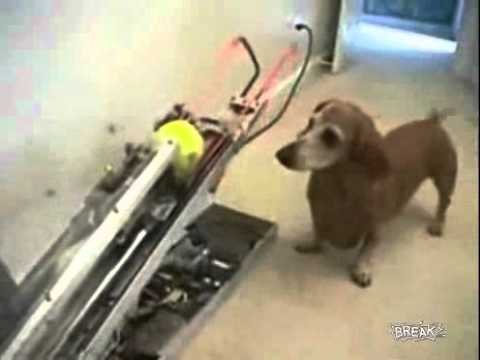 Gracioso juguete para perros (by Break Media)