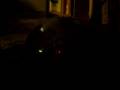 videos de Gizmo at play on 112908