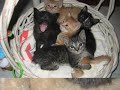 Kittens Gone Wild Kittens Gone Wild