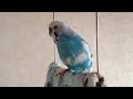 おしゃべりインコ@ブルートLOVE#110 「朝シャン後は念入りにタオルドライ編」 朝シャン