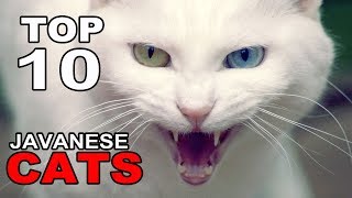 TOP 10 JAVANESE CATS BREEDS