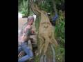 Urban Jungle nobleman Of The Trees