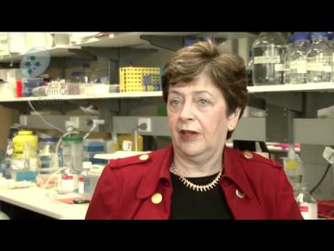 The Stem Cell Debate