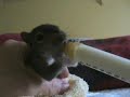 Baby Squirrels Cookie and Grumpy