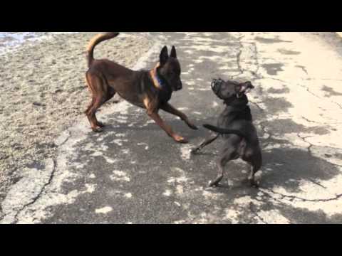 how to properly socialize a dog