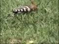 Hoopoe