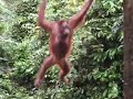 Orangutan swinging to platform