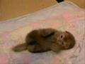 rodaw.wmv