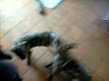 dogo canario (3 mois)