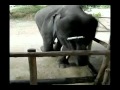 Baby elephant plays harmonica in Phuket