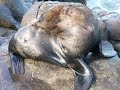 seaking-dropt-pinguin.html