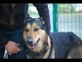 Perros de la protectora ASPACAN, Laredo - Cantabria -1�part.