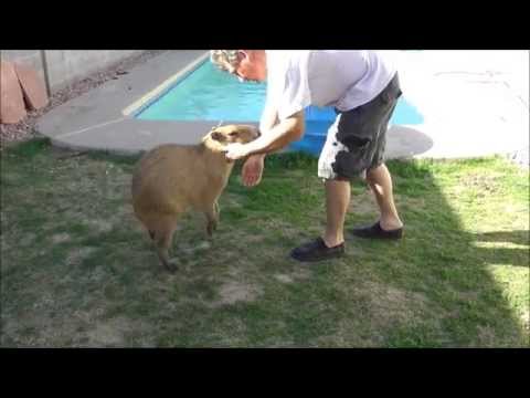 Even the Most Sweet Natured Pet Capybara Can Turn Aggressive甘い性格のペットカピバラは攻撃的になる