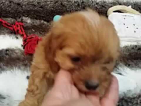 UNIQUE ENG-A-POO FEMALE PUPPY!
