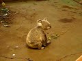 koala corriendo 01.MOV koala corriendo 01.MOV