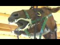 Equine Dentistry