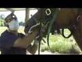 Equine Dentistry