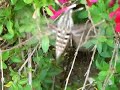 White-lined Sphinx Hummingbird Moth White-lined Sphinx Hummingbird Moth