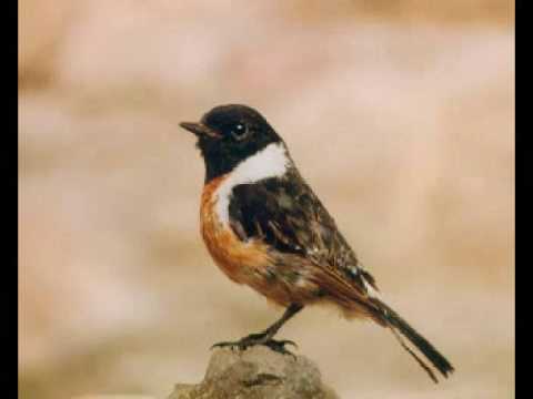 Immagine anteprima YouTube