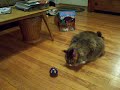 Maddie and Featherball