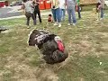 Turkey Attack Turkey Attack