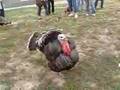 Turkey Attack