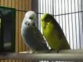 Male English Budgie