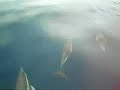 Boat Trips and Dolphins Benalmadena Spain