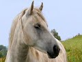 Favorite photographs selected from submissions by members of the Int'l Fund for Horses, Summer 2007