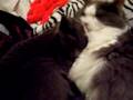 Tucker and Shale are best friends