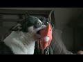 Doberman Defeats Chihuahua