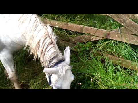 how to cure qld itch in horses