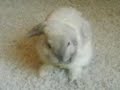 clean rabbit