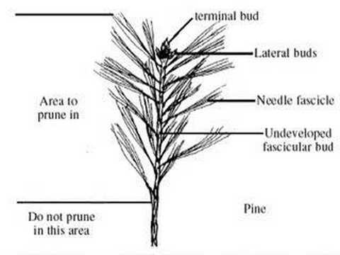 how to fertilize spruce trees