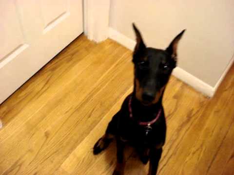 Doberman Pinser