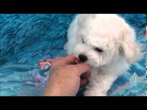 Bichon Frise puppy available for sale