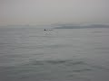 Whale watching - Victoria / Vancouver Island