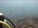 buceo en javea