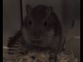 gerbil nibbles food - knabbernde Wüstenrennmaus