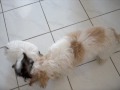 Gizmo Kikko