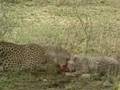 Plants and Animals Depend on Each Other (clip)