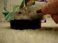 dwarf-hamster-feasti