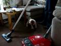 Beagle Boris maakt kennis met de stofzuiger