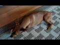 Miniature Pinture (Minpin)