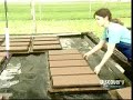 Hydroponic Lettuce